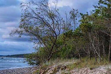 Aster新人多面手表现亮眼，aster手表怎么样